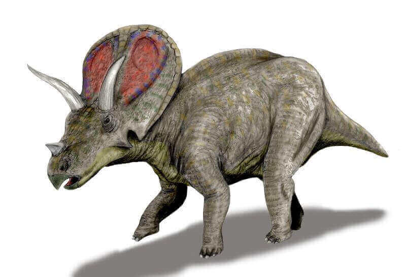 Torosaurus: König der Dinosaurierbirnen.