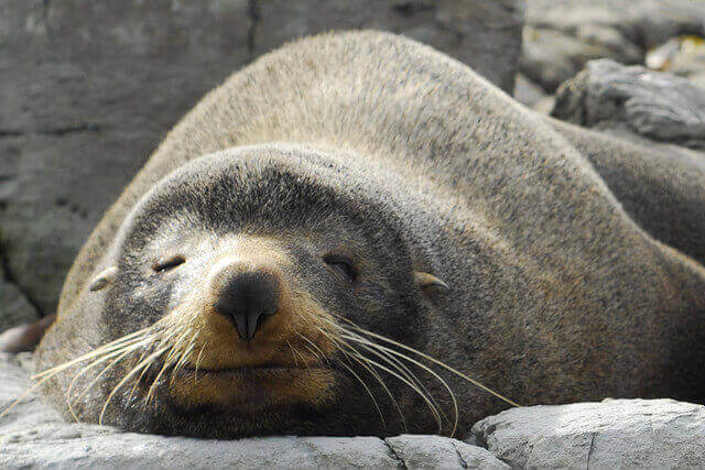 seal-tier